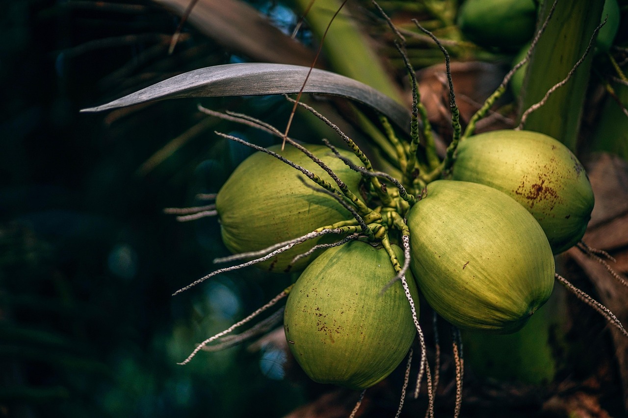 solusi pemarutan kelapa untuk usaha