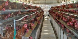 Ternak Ayam Kampung Menggunakan 3 Sistem