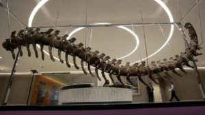 Kerangka Dinosaurus Nicholas Cage