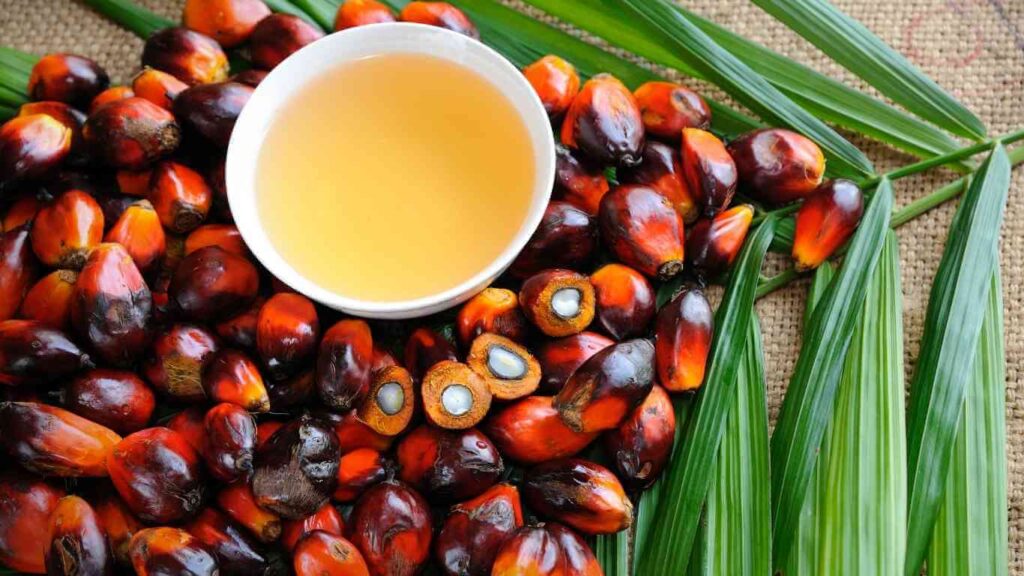 Peluang Usaha Kelapa Sawit