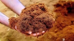 Coco Peat