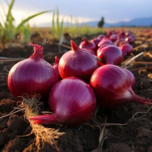 usaha bawang merah