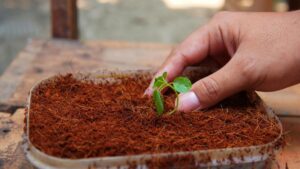 cara membuat cocopeat
