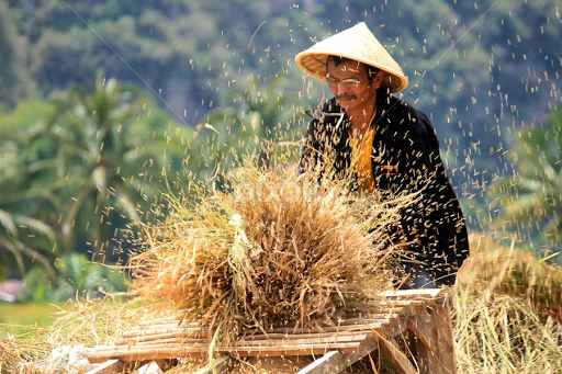 Usaha Perontokan Padi Skala Kecil