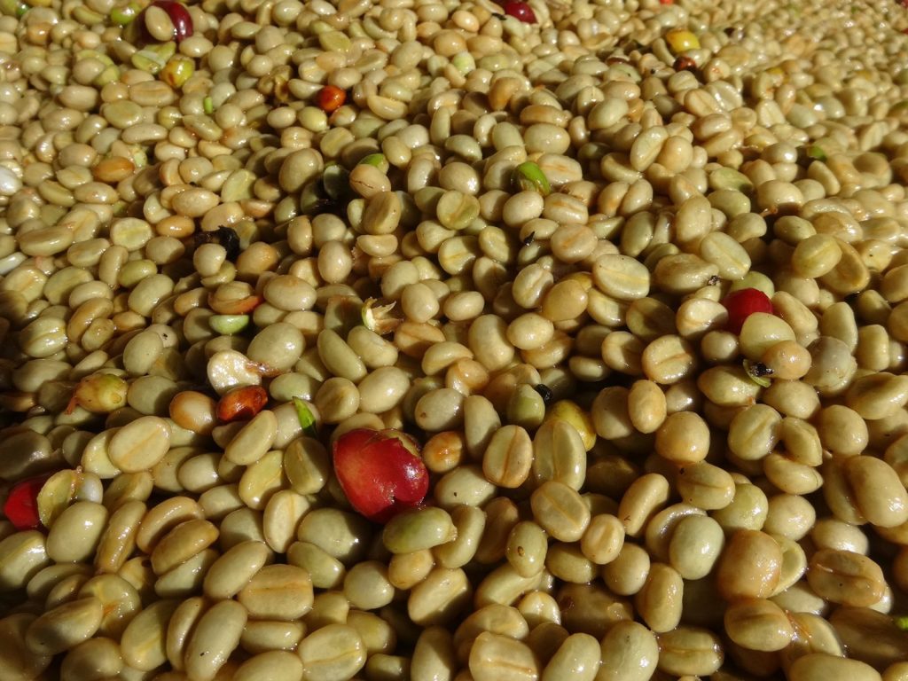 Proses Pembersihan Biji Kopi