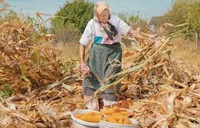 Proses Panen Jagung Tradisional Secara Alami dan Efisien