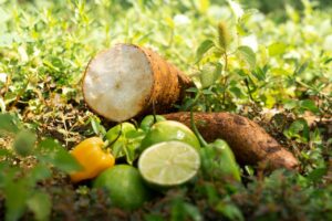 berbagai resep olahan singkong
