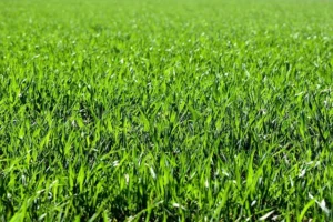 Cara Cepat Mencacah Pakan Ternak