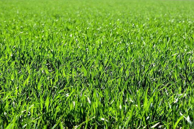 Cara Cepat Mencacah Pakan Ternak