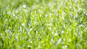 Mesin Rumput untuk Usaha Peternakan