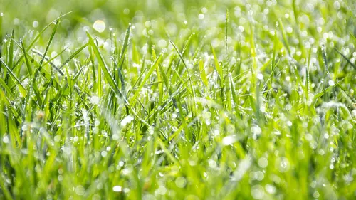 Mesin Rumput untuk Usaha Peternakan