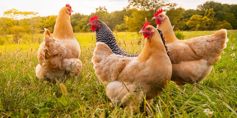 Mesin Bubut Bulu Ayam Otomatis