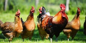 alat bersih bulu ayam cepat