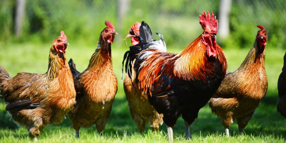 alat bersih bulu ayam cepat
