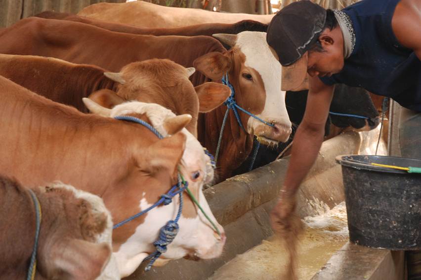 pakan penggemukan sapi optimal