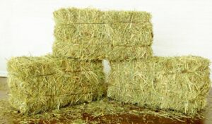 pakan kering hay kualitas premium