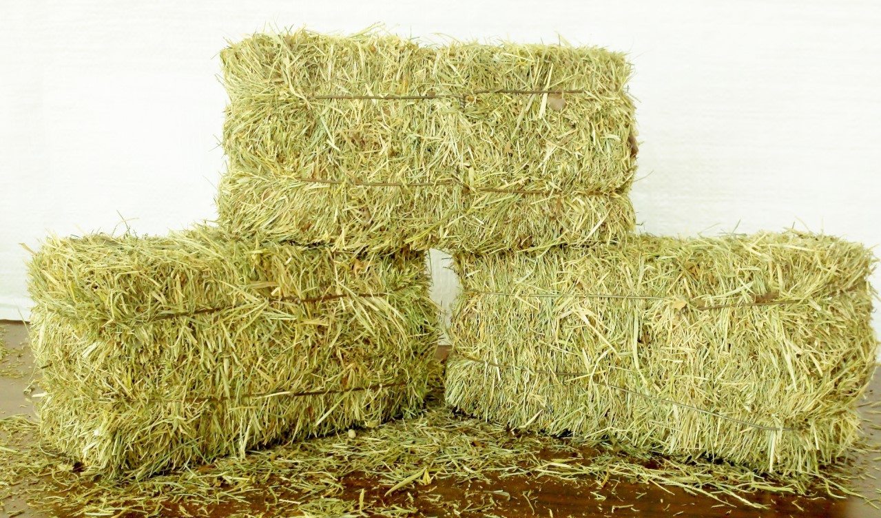 pakan kering hay kualitas premium