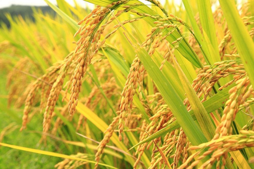 mesin perontok padi untuk petani