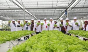 Pengembangan Dapur Ramah Lingkungan Berkelanjutan Hijau
