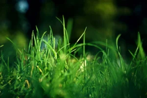 rumput hijauan untuk ruminansia