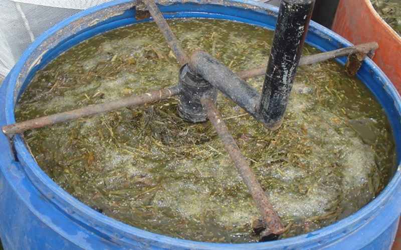pelatihan cara membuat pakan fermentasi kambing