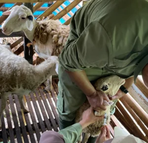 panduan penanganan penyakit kambing dalam pelatihan