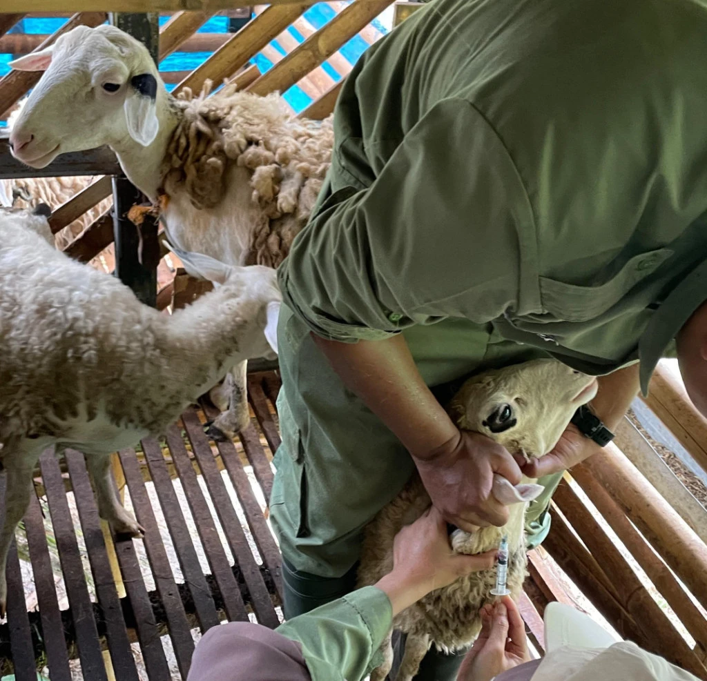 panduan penanganan penyakit kambing dalam pelatihan