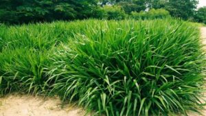 rumput odot produktif harian