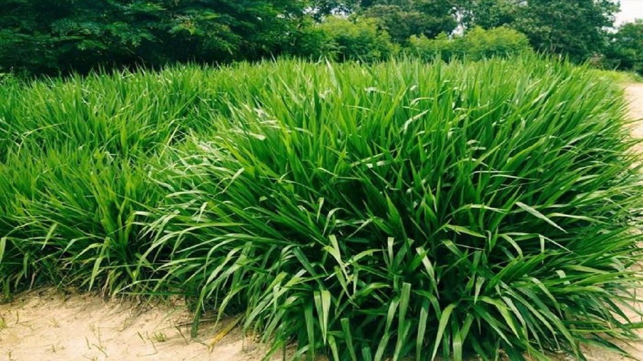 rumput odot produktif harian
