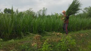 peningkatan kualitas hijauan ternak