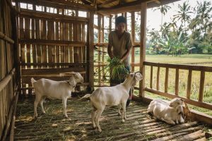 perawatan etawa untuk pemula