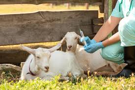 perawatan kambing sehat produktif