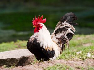 Peran Mesin Pencabut Bulu Ayam