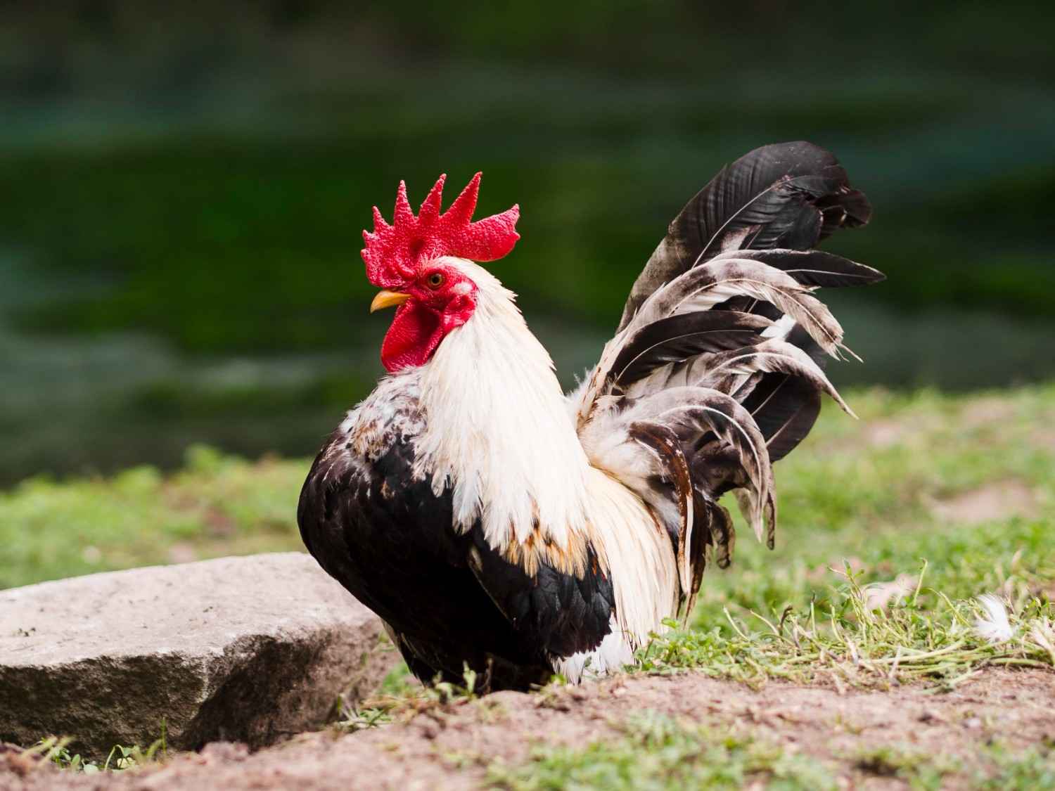 Peran Mesin Pencabut Bulu Ayam