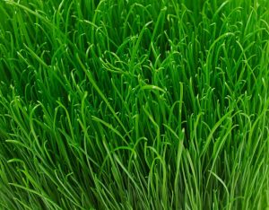 Manfaat Menggunakan Alat Pencacah Rumput