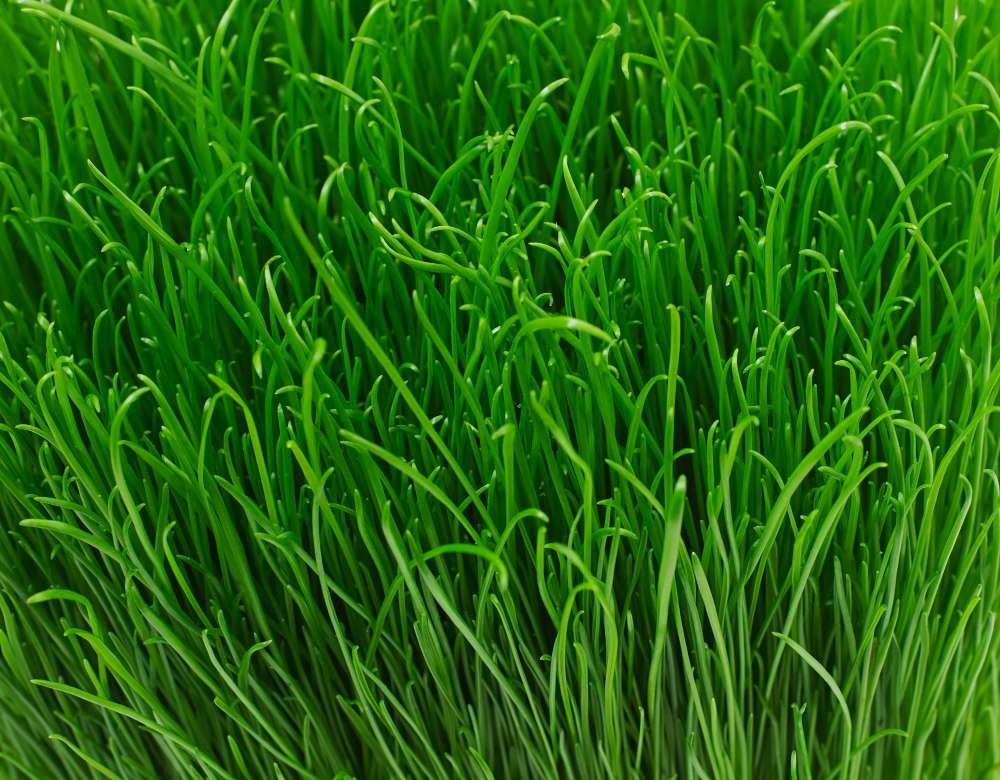 Manfaat Menggunakan Alat Pencacah Rumput