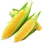 tips memilih mesin jagung