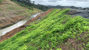 Jenis tanaman yang cocok untuk hydroseeding pada reklamasi lahan, seperti vetiver dan sengon, untuk mendukung pertumbuhan vegetasi.