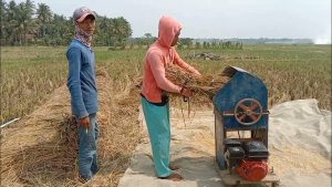 perbedaan perontokan padi manual dan mesin