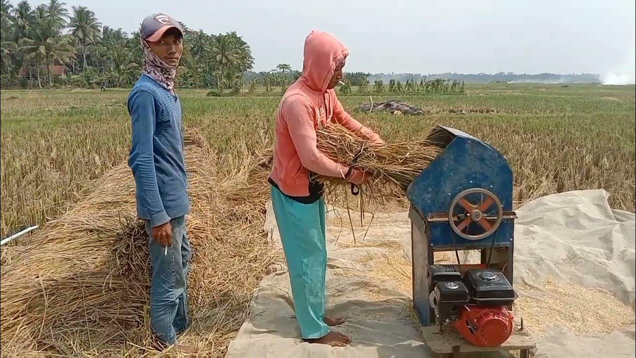 perbedaan perontokan padi manual dan mesin