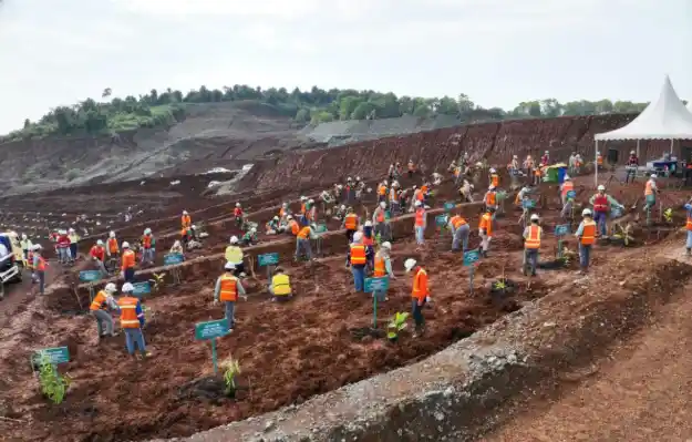 Pekerja melakukan revegetasi pada lahan bekas tambang