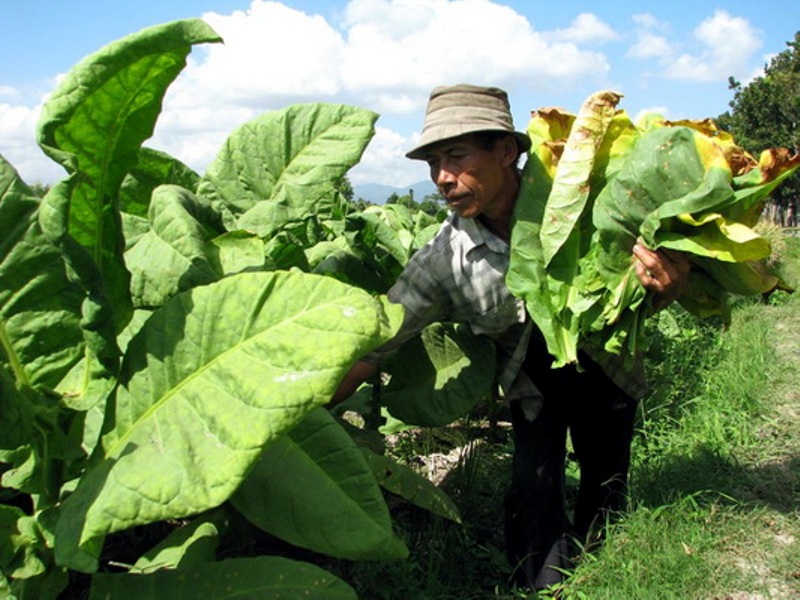 daun tembakau setelah panen