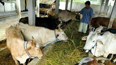 Cara Menghemat Biaya Pakan Ternak
