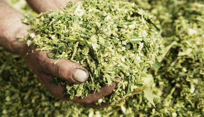 Fermentasi Pakan Hijauan Ternak