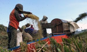 perawatan mesin perontok padi otomatis