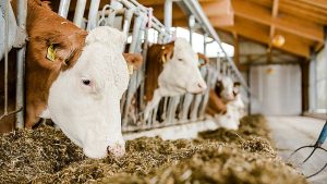 Pakan Alternatif untuk Sapi