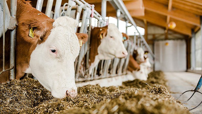 Pakan Alternatif untuk Sapi