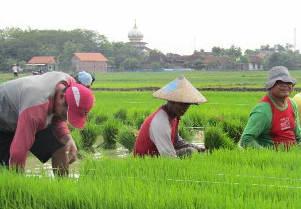 kapan waktu panen padi