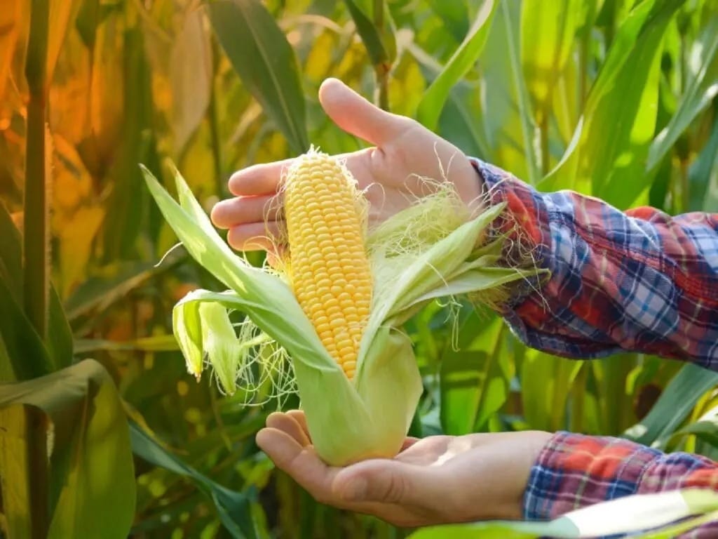 proses pengolahan jagung