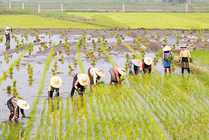 cara merawat alat tanam padi